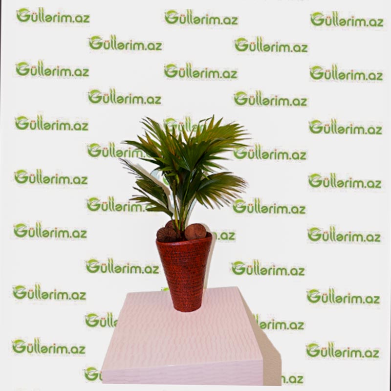 Livistona (Ev Palması)