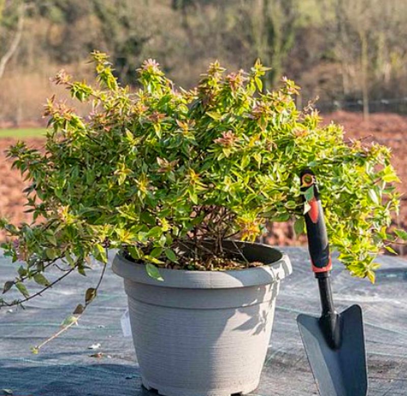 Abelia Grandiflora Kaleidoscope