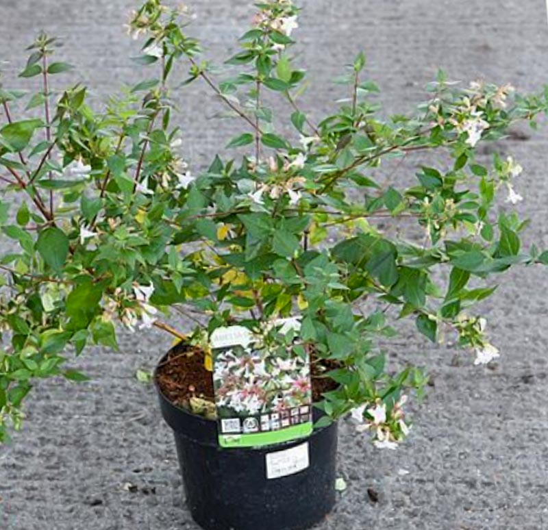 Abelia Grandiflora