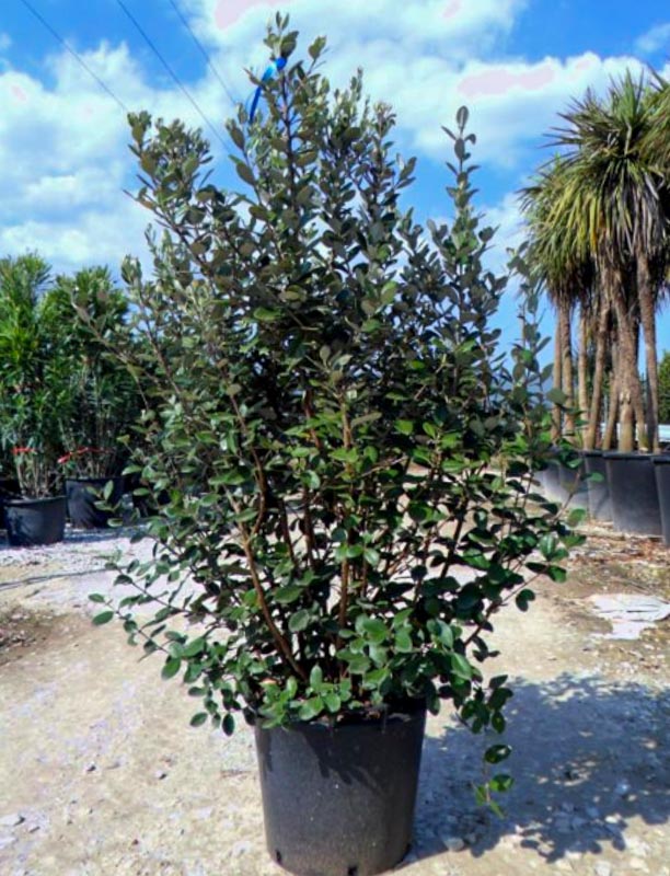 Feyxoa (Acca Cellowiana)