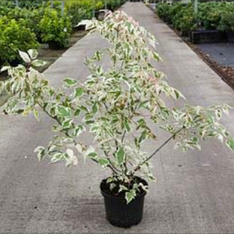 Acer Negundo Flamingo