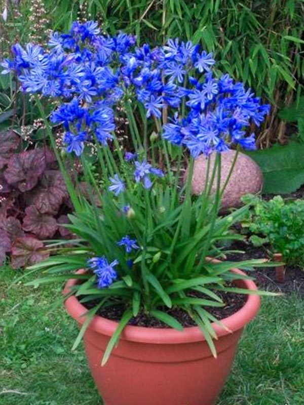 Afrika zanbağı ( Agapanthus Africacus )