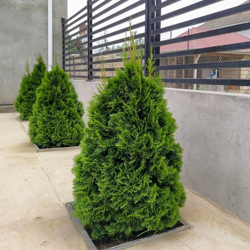 Amerikan Tuyası (Thuja western)