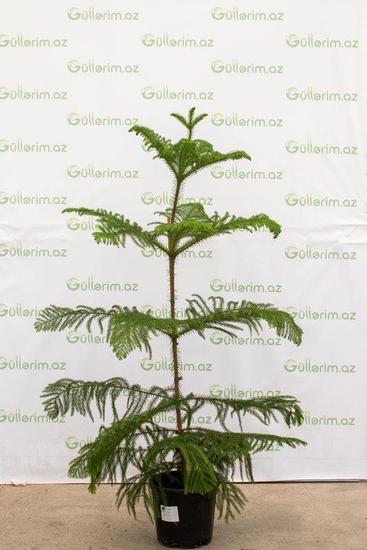 Araukariya (Araucaria)