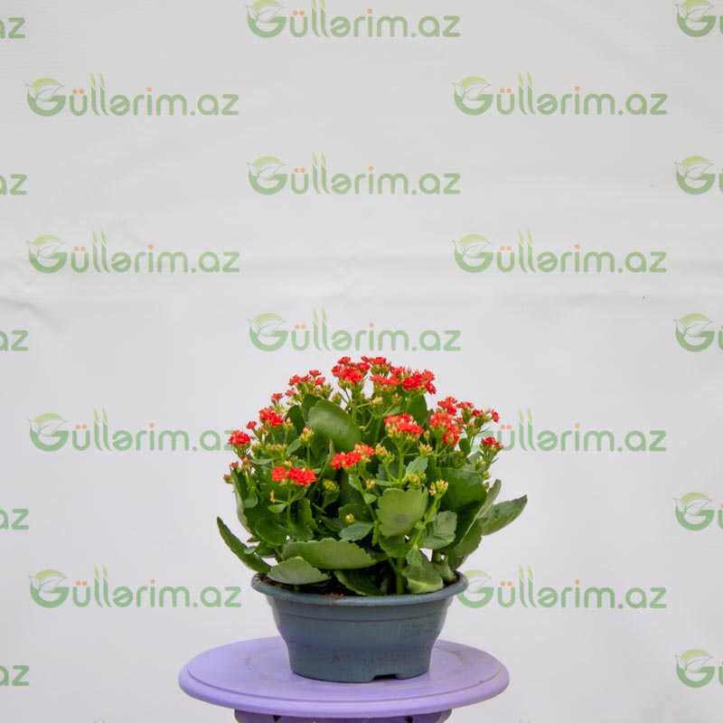 Kalonxoe -kalanxoe -kalanxoye (Kalanşo)