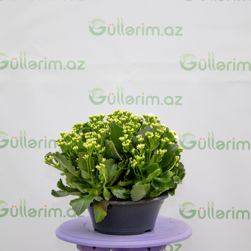 Kalonxoe -kalanxoe -kalanxoye (Kalanşo)