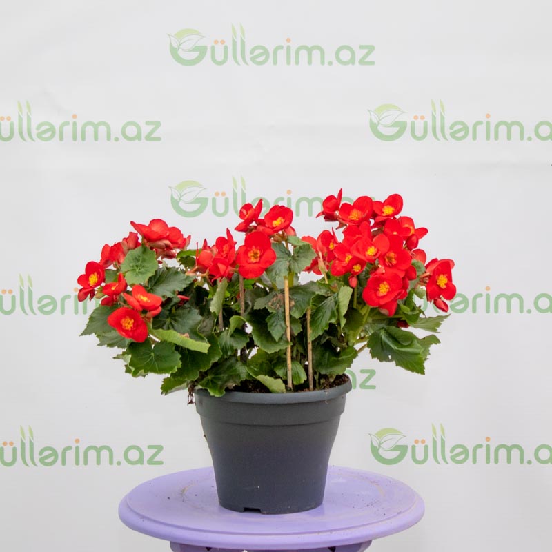 Beqoniya (Begonia)