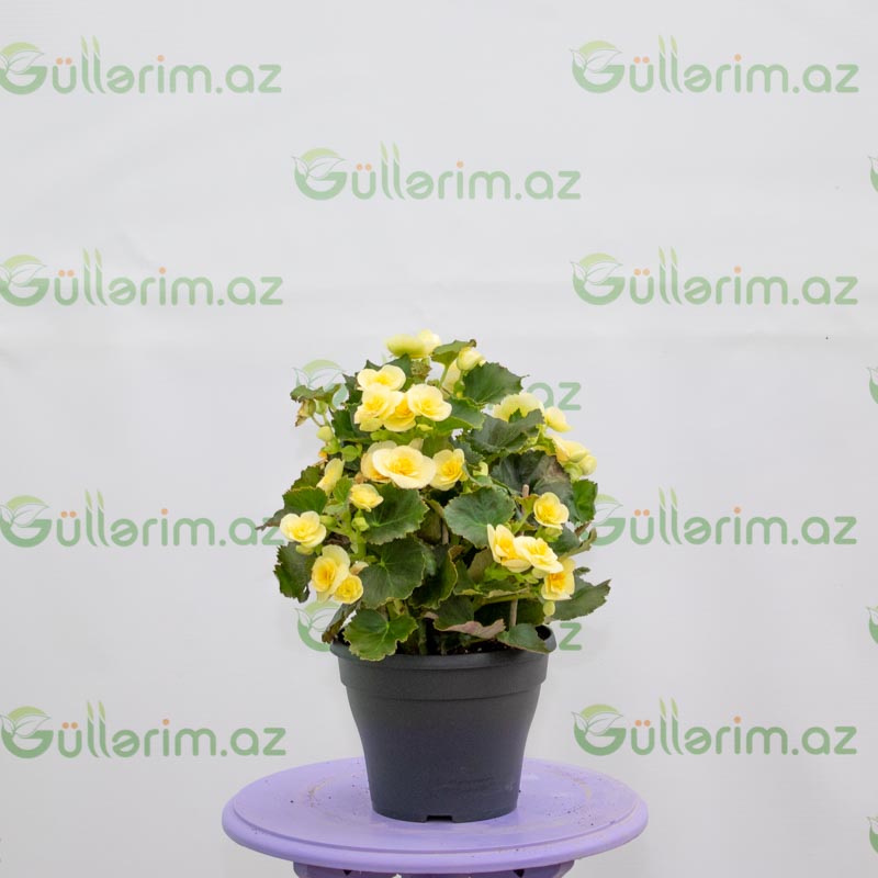 Beqoniya (Begonia)
