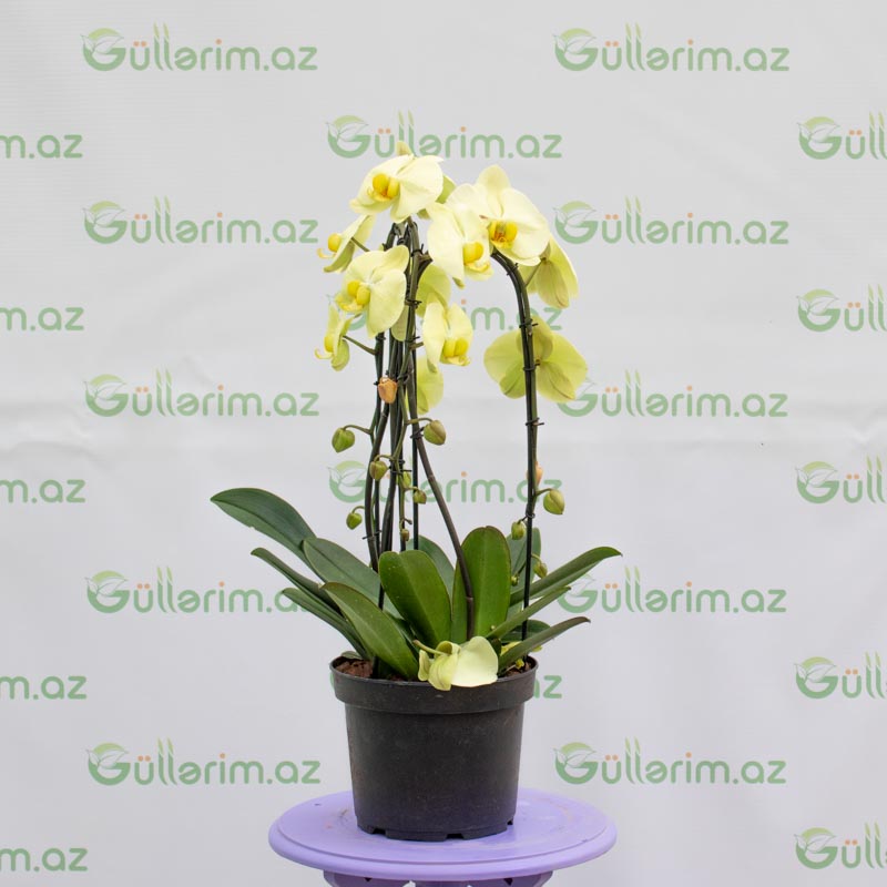 Orxideya (Falenopsis)