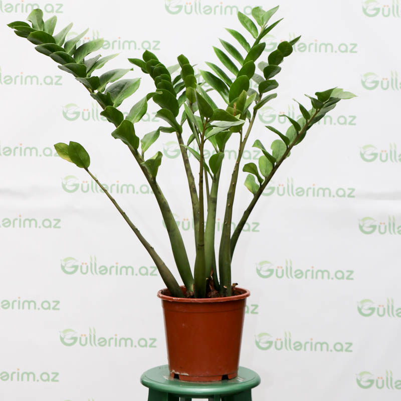 Zamioculcas (Zamia bitkisi) (Zamiokulkas)