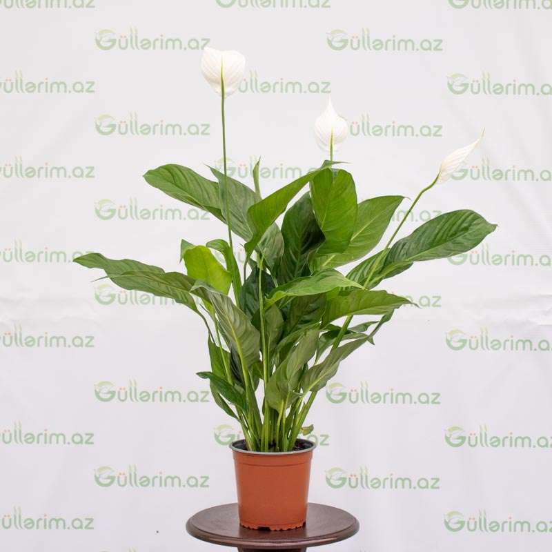 Spatifilium (Qadın xoşbəxtliyi gülü)