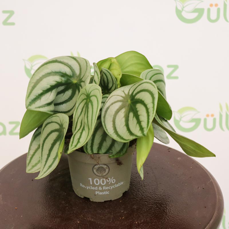 Peperomia (qırışlı) - Peperomiya - Paperomiya