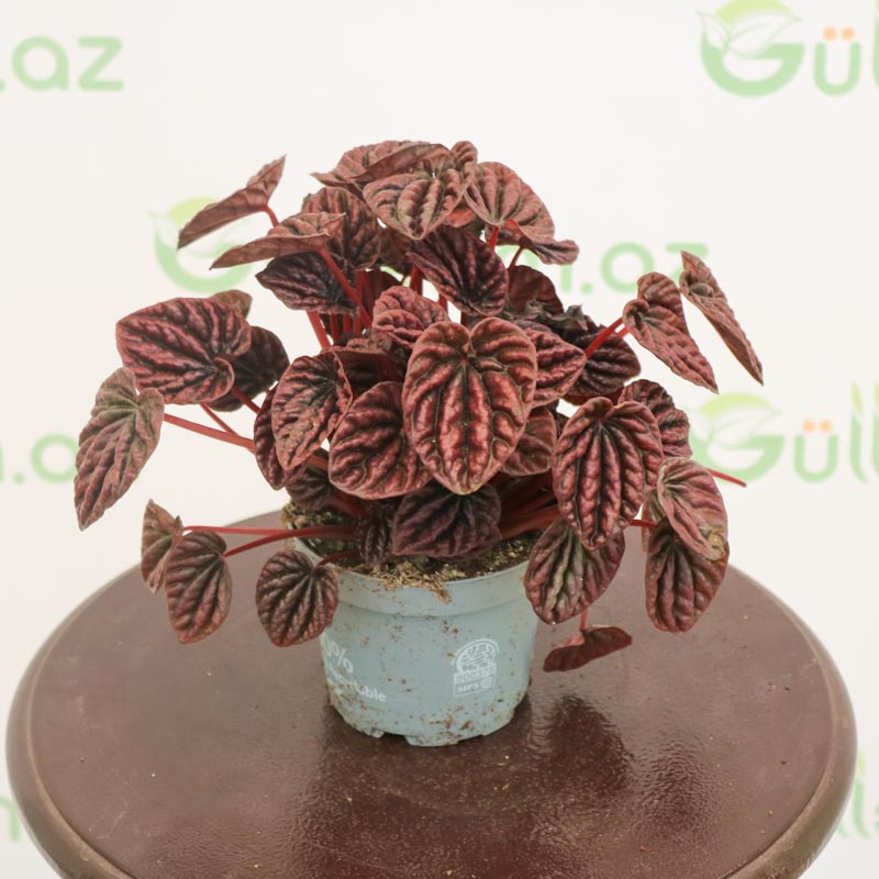 Peperomia (qırışlı) - Peperomiya - Paperomiya