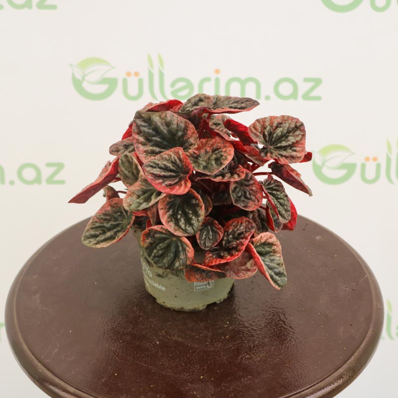 Peperomia (qırışlı) - Peperomiya - Paperomiya