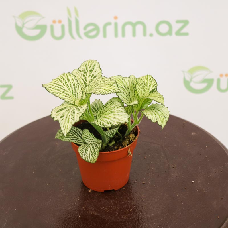 Fittonia - Fittoniya (qırışlı)