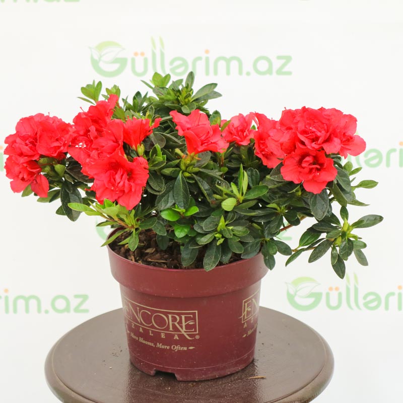 Azalea - Azaliya -Azaleya