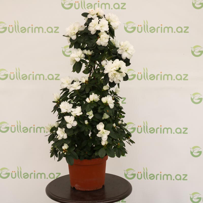 Azalea - Azaliya -Azaleya