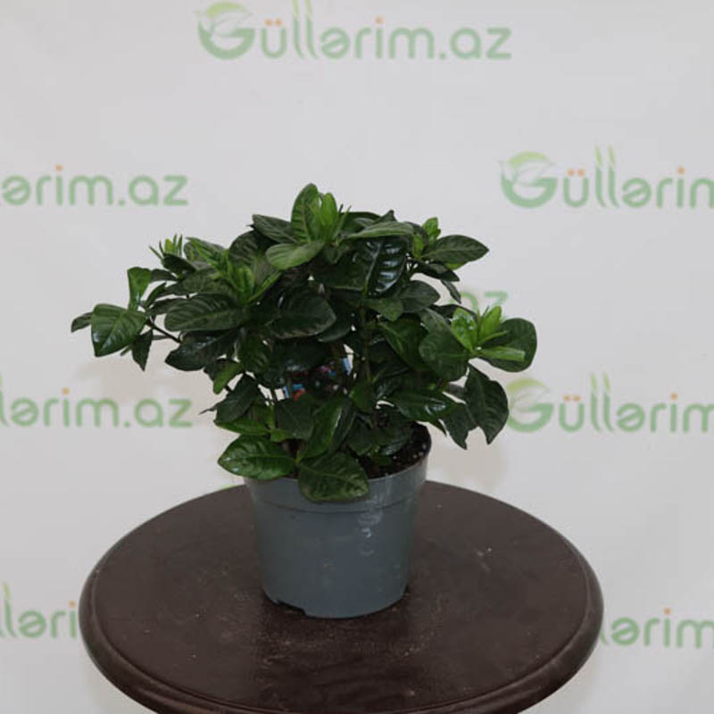 Gardeniya (kardeliya,qardeniya)