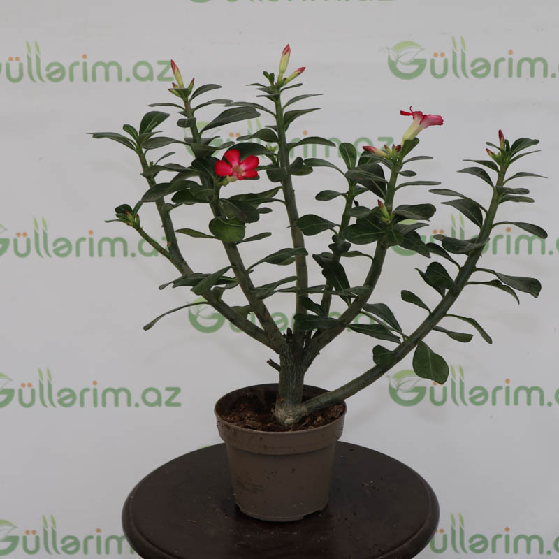 Adenium