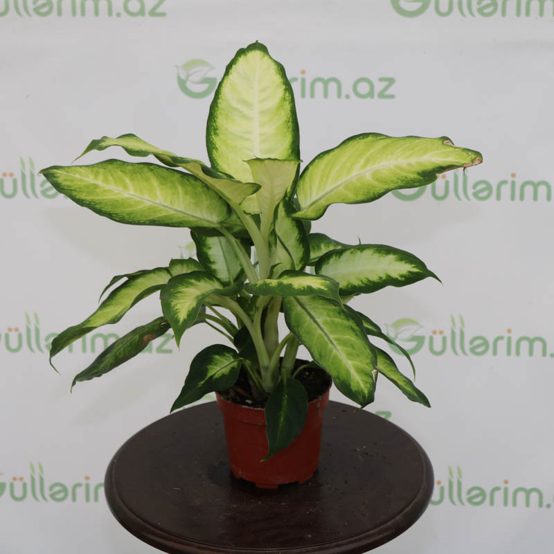 Difenbahya bitkisi (Dieffenbachia)