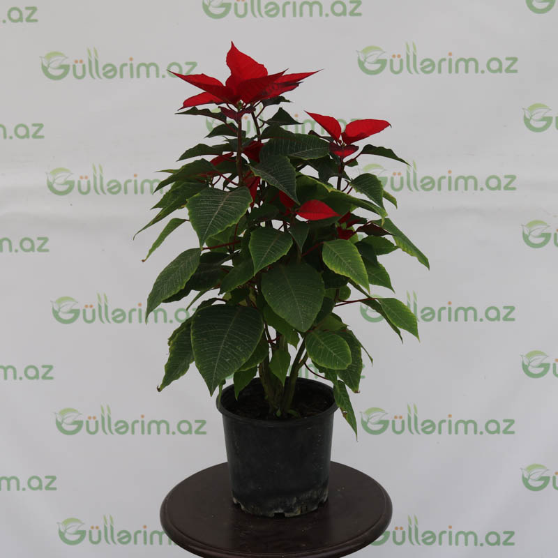Poinsettia ( Atatürk çiçəyi )