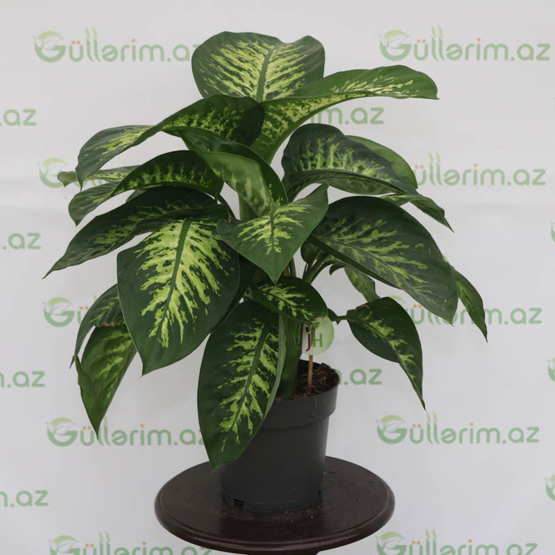 Difenbahya bitkisi (Dieffenbachia Tropic Snow) (Diffenbaxiya)