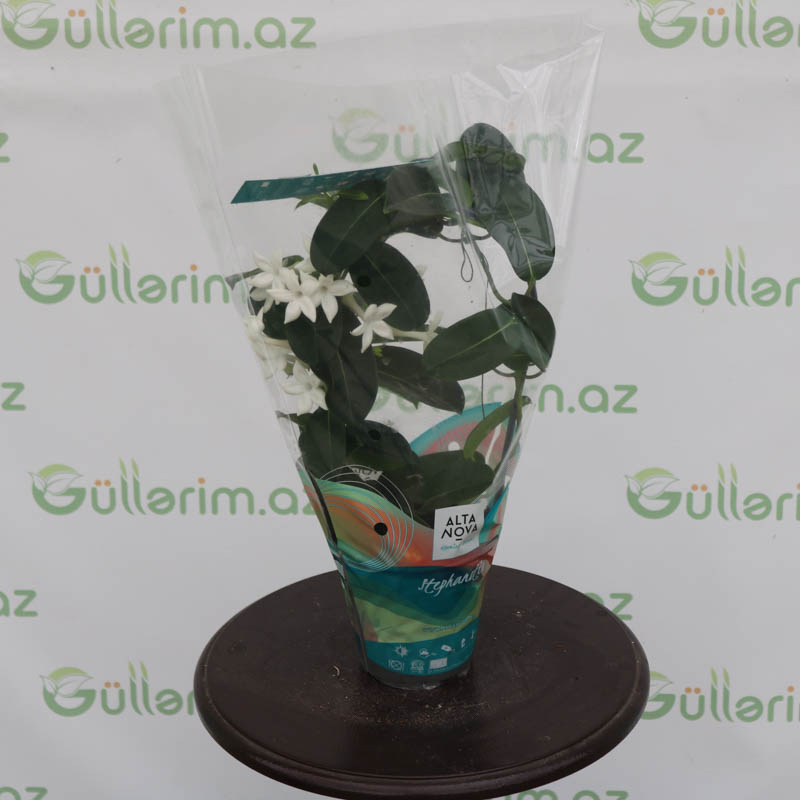 Stephanotis (Stepanotis)