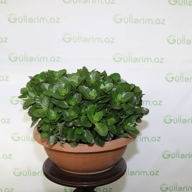 Kalonxoe -kalanxoe -kalanxoye (Kalanşo)