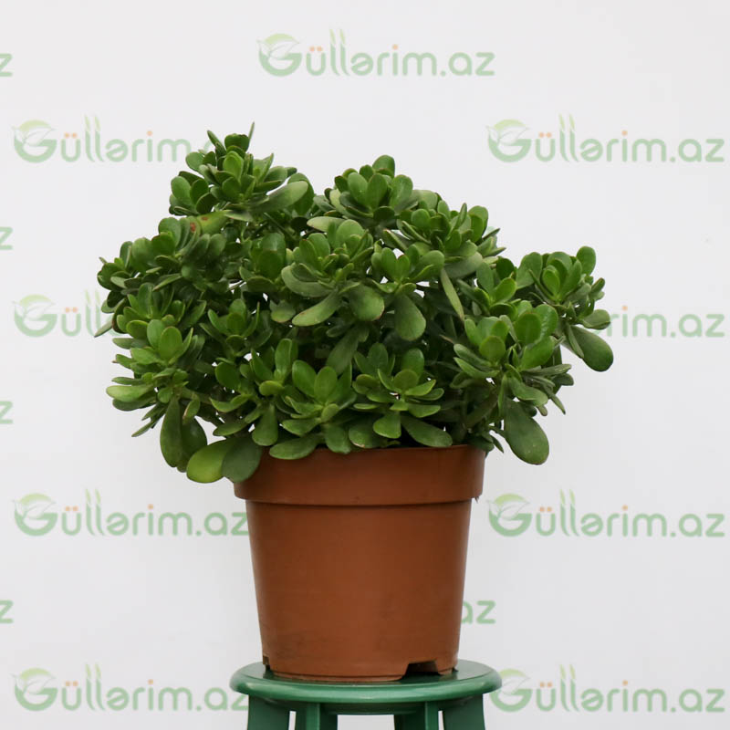 Crassula Ovata (Krasulla pul ağacı)