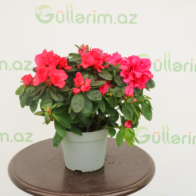 Azalea - Azaliya -Azaleya