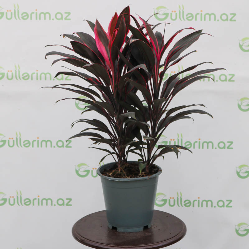 Kordilina (Kardilinya)