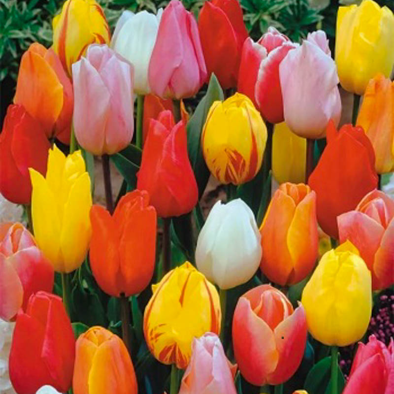 Tulipa (lalə) soğanı