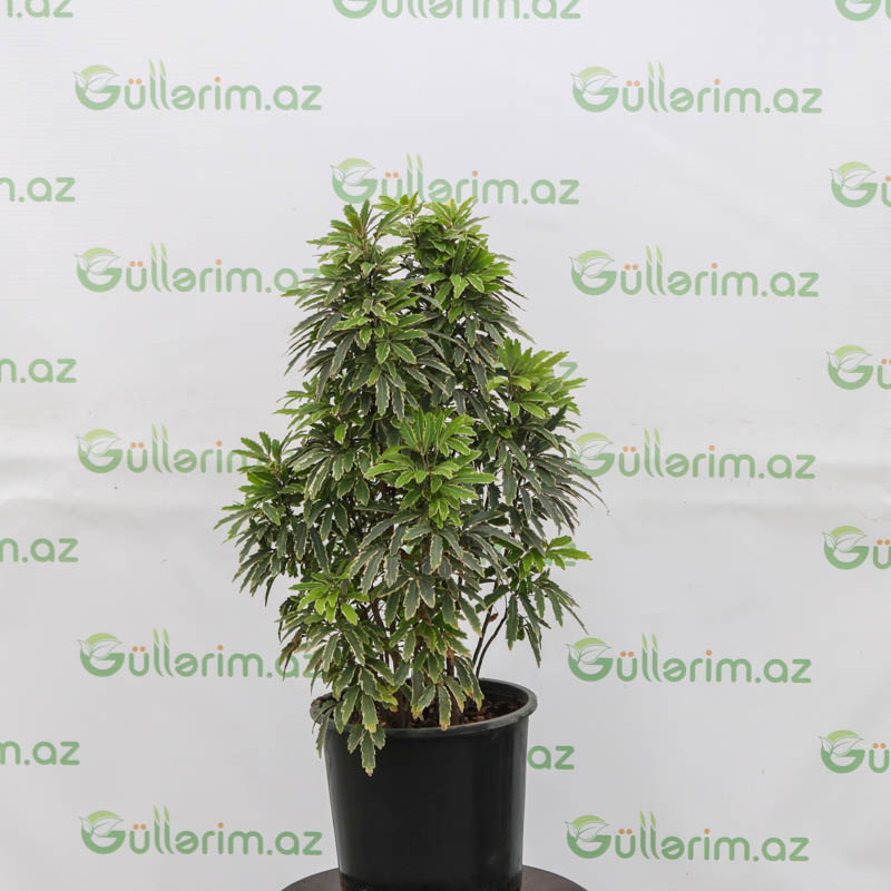 Diszygoteca (discoteca-diskoteka)