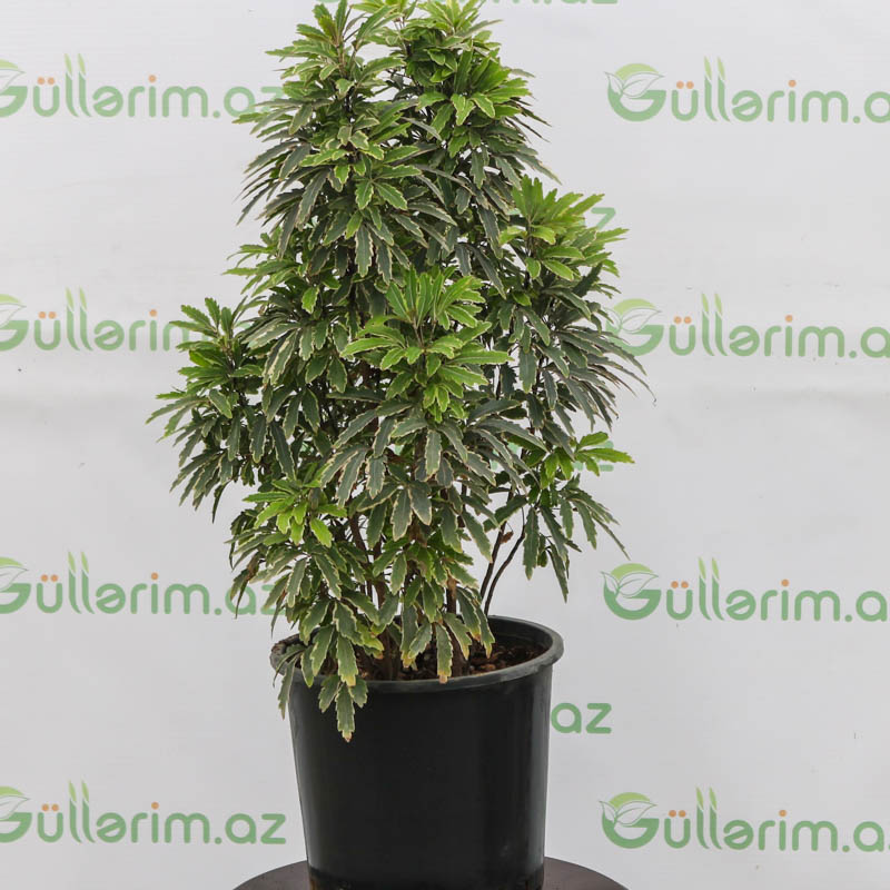 Diszygoteca (discoteca-diskoteka)