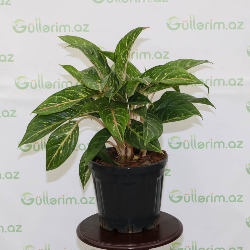 Aqlaonema (aqlonema,aqlanema)