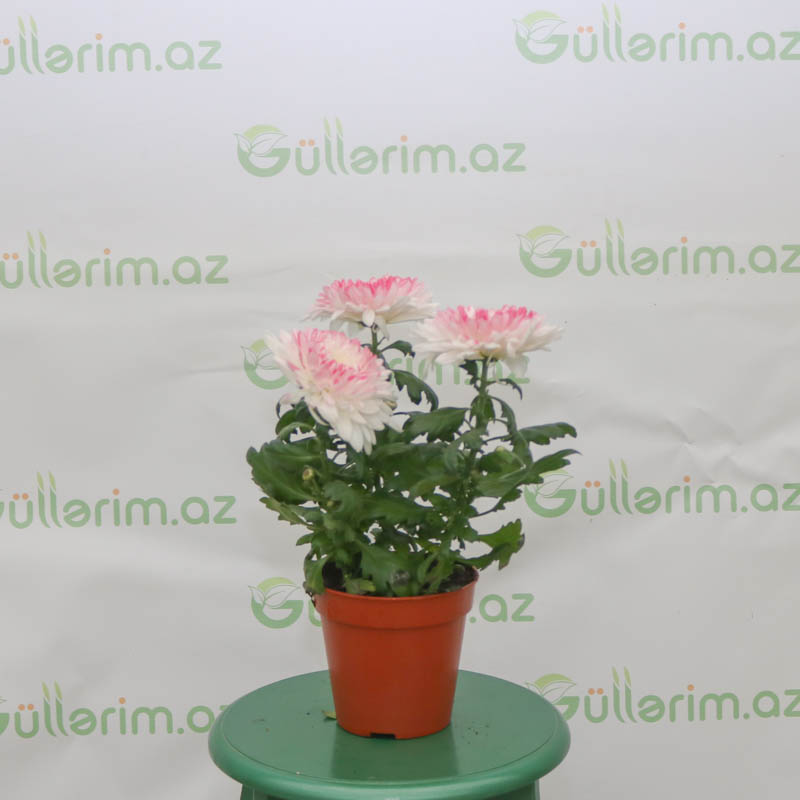 Xirzantema (Xrizantema)