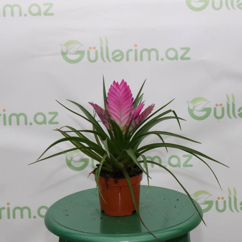 Tillandsiya (tilandsya)