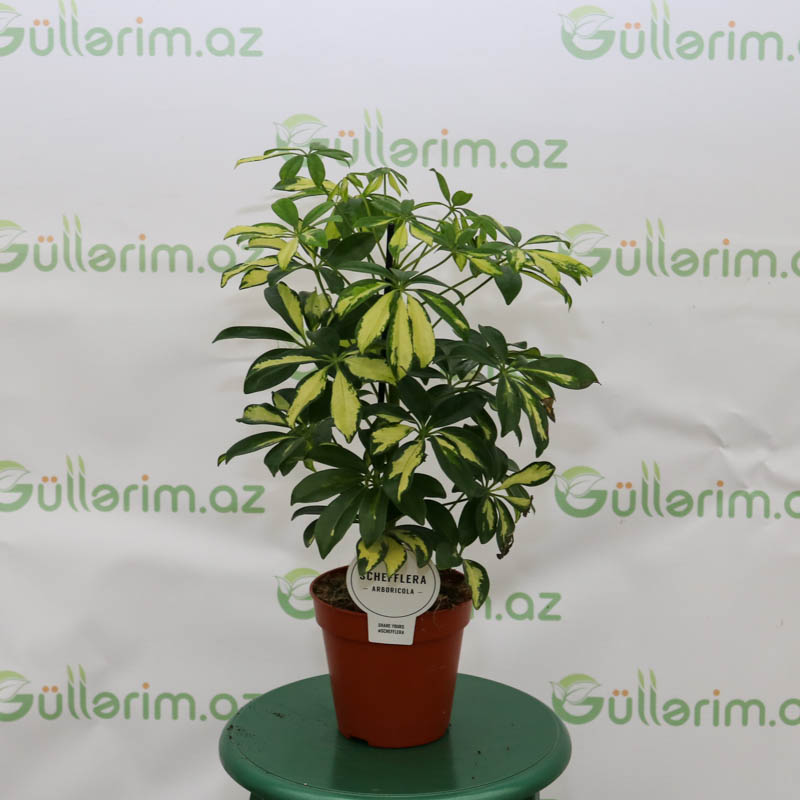 Şefflera (seflera)