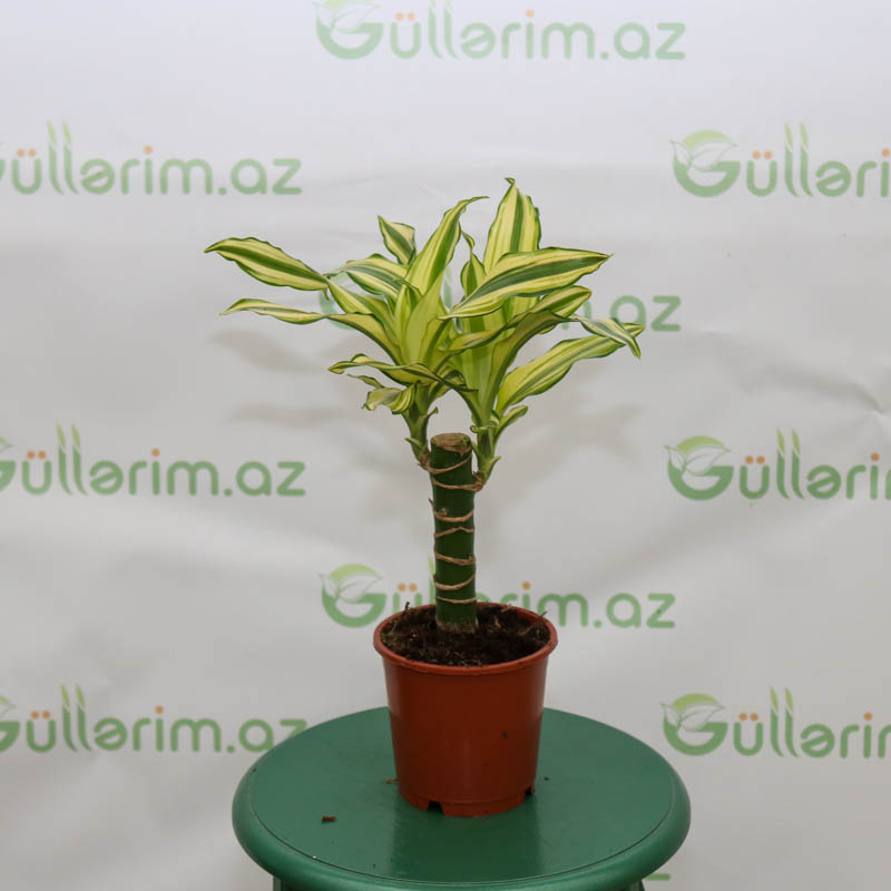 Dracena  (drasena)