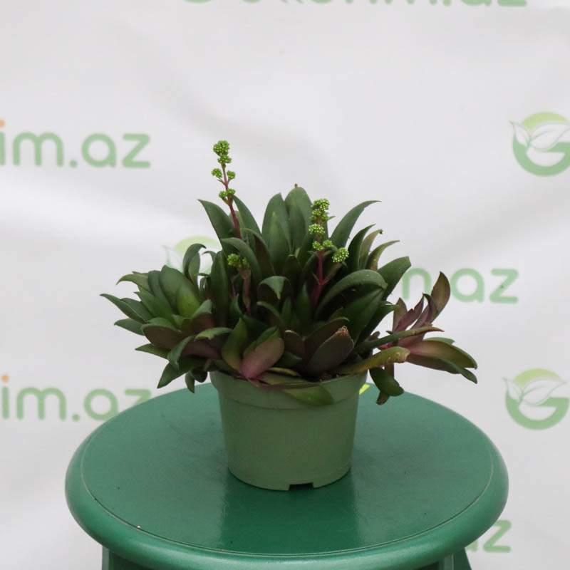 Crassula  (Krasulla pul ağacı)