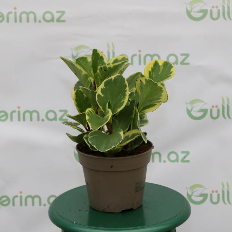 Peperomia  - Peperomiya - Paperomiya