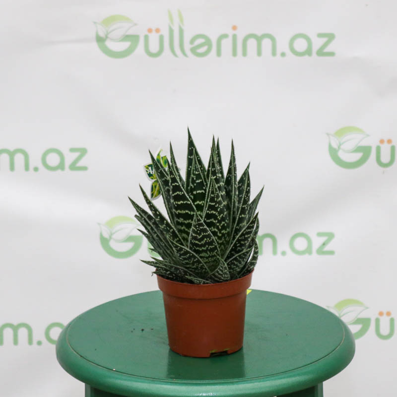 Aloe sukkulent bitkisi