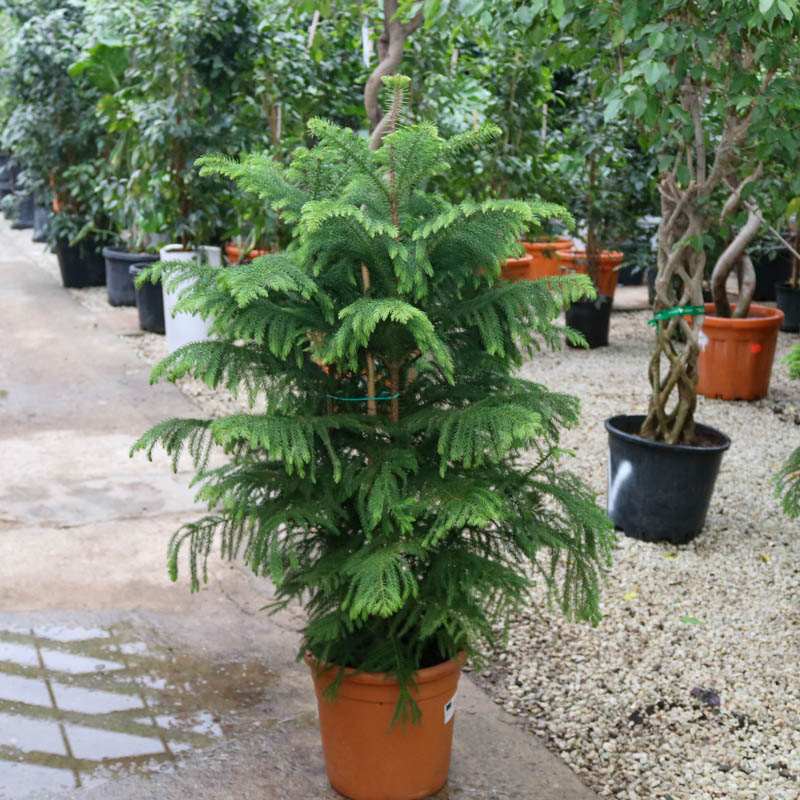 Araukariya (Araucaria)