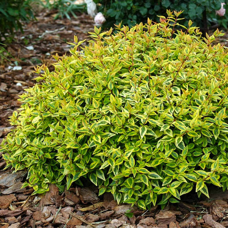 Abelia Grandiflora Tricolour Charm