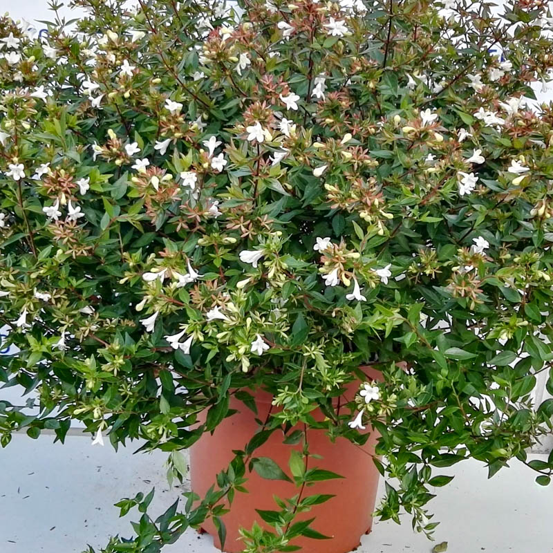 Abelia Grandiflora Sparkling Silver