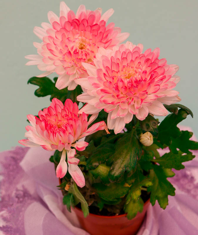 Xrizantema (Payız gülü)