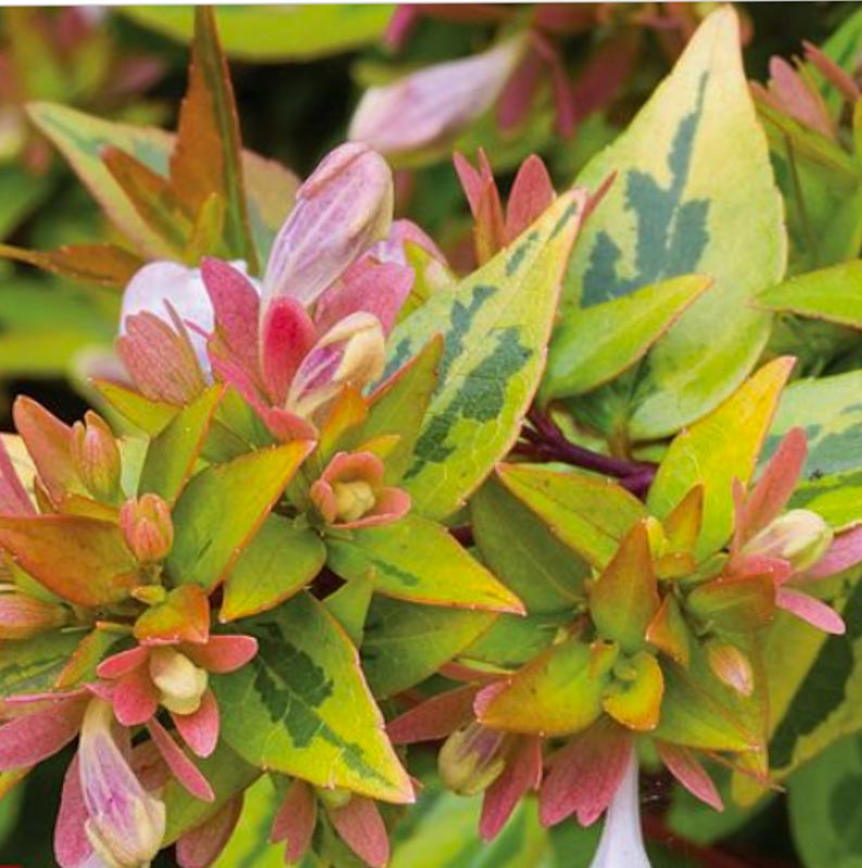 Abelia Grandiflora Kaleidoscope