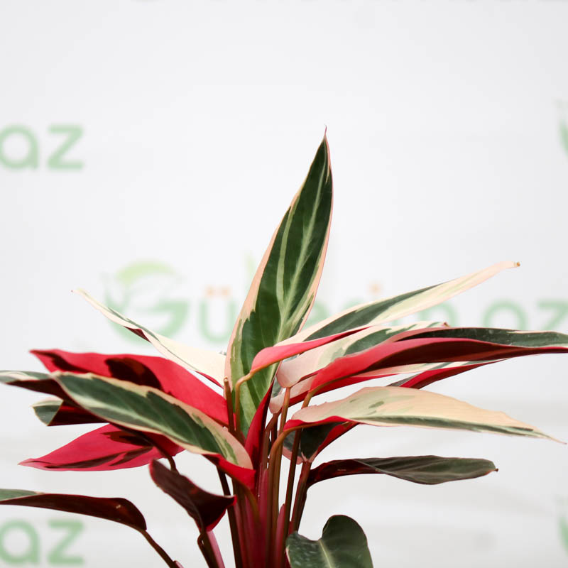 Stromanthe sanguinea Tricolor