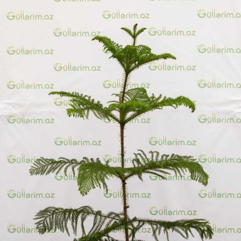 Araukariya (Araucaria)