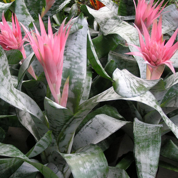 Aechmea Fasciata